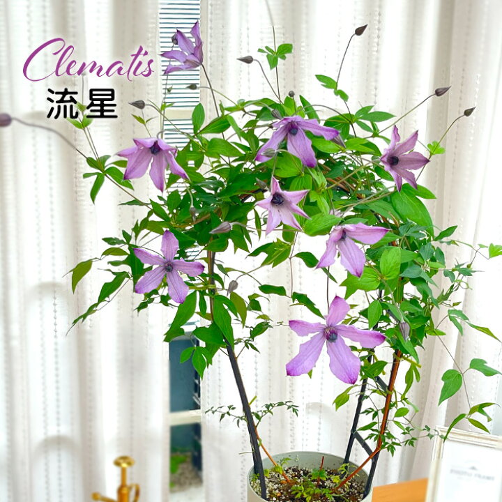 楽天市場】予約販売 クレマチス 流星 5号鉢 リュウセイ 登録品種 送料 