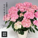 予約販売 吉岡麗子さんの山アジサイ てててまり ピンク 品種登録出願中 4号鉢 送料無料 ヤマアジサイ 山紫陽花 ギフトプレゼント 鉢植え 鉢花 4月下旬以降発送