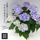 予約販売 吉岡麗子さんの山アジサイ てててまり ブルー 品種登録出願中 4号鉢 送料無料 ヤマアジサイ 山紫陽花 ギフトプレゼント 鉢植え 鉢花 4月下旬以降発送