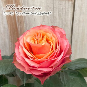 \̔ ~jo t@C[o[hR_[i 3|bg lG炫 o KN oc c R_i sN ars 3{ȍ~