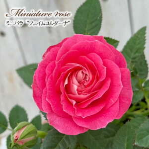 \̔ ~jo tFCR_[i 3|bg lG炫 o KN oc c R_i sN ars 3{ȍ~