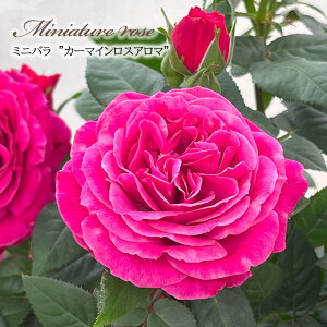 \̔ ~jo J[}CXA} 3|bg lG炫 F  o KN oc c sN ars 3{ȍ~