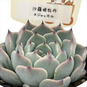 A plkGPxA PO×WbJ A pNc  GPxA 6cm|bg