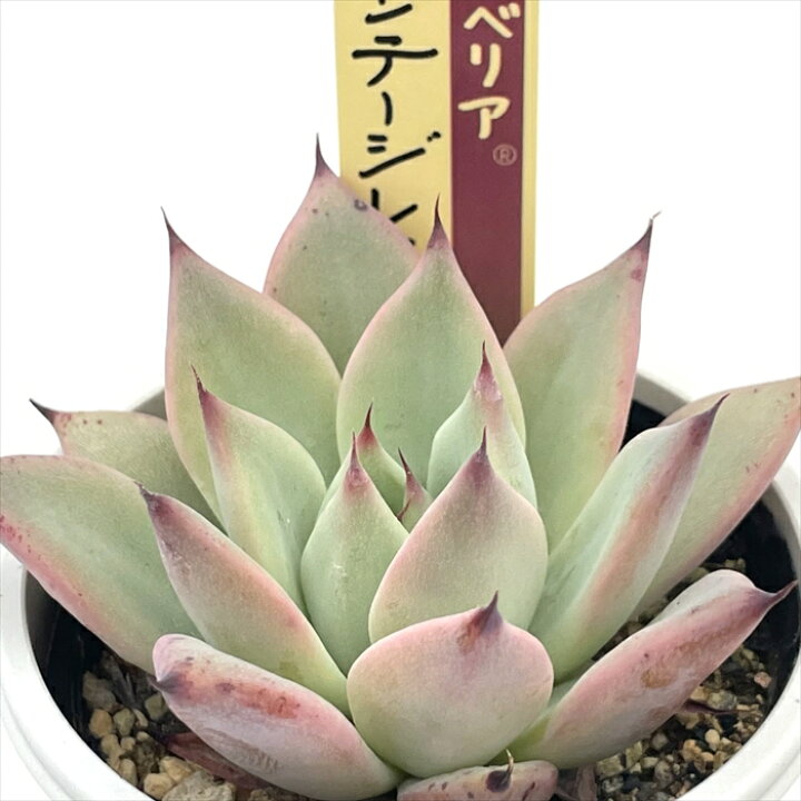楽天市場】多肉植物 oriミックスベリア No.068 ヴィンテージレター 