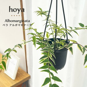 ϗtA z x A{}Mi[^ 3 ݂蔫 ݂艺 nMO ϗtA  蕨 v[g CeA  grb