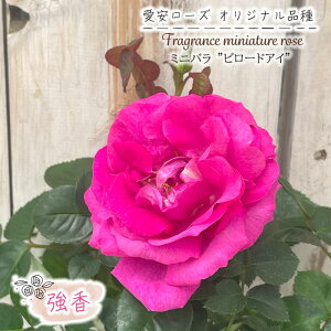 y܂Ȃߐ؂z \̔ ~jo r[hAC 3|bg lG炫   o KN oc c sN [Y IWii ars 11{ȍ~