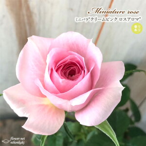 \̔ ~jo N[sNXA} 3|bg lG炫 F  o KN oc c sN mnu 3{ȍ~