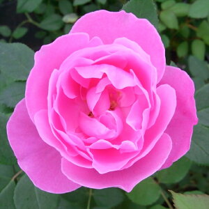 \̔ oc oc I[h[Y [krNgA  KN ΂ sN troe 12{ȍ~