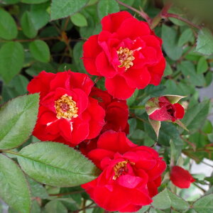 \̔ oc oc o XJ[b^ Ԃ炫  KN ΂  troe 12{ȍ~