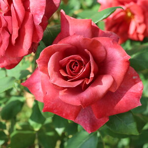 \̔ oc oc  ubNeB lG炫 KN ΂  troe 12{ȍ~