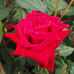 \̔ oc oc o ANEH^[ KN ΂  troe 12{ȍ~