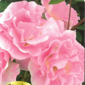 予約販売 バラ苗 バラ大苗 つるバラ ピンクサマースノー（春がすみ） 中輪 薔薇 ばら ピンク troe 12月中旬以降発送