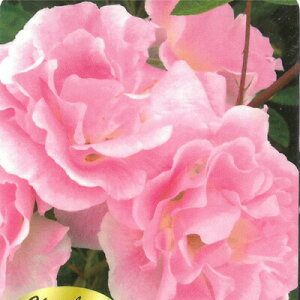 \̔ oc oc o sNT}[Xm[it݁j  KN ΂ sN troe 12{ȍ~