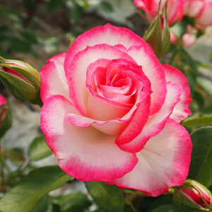 \̔ oc oc  jR[ jR lG炫 KN ΂ sN troe 12{ȍ~