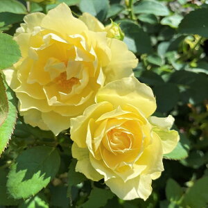 \̔ oc oc ㉀| ēiȂƂj lG炫 KN ΂  F kho 2{ȍ~