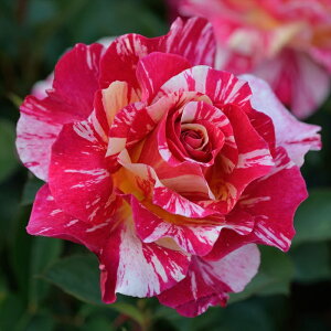 \̔ oc oc fo[ [Xg o^i lG炫 KN ΂   hao 2{ȍ~