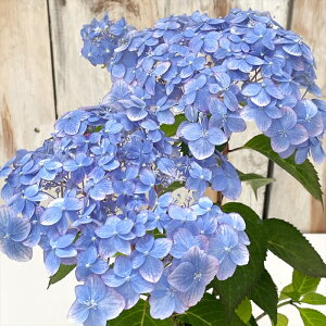 �\��̔� �R�A�W�T�C �����̃T���S�P 10.5cm�|�b�g ������z �A�c�~�m�T���S�q�� ���}�A�W�T�C �c �ԕc �c�� �R�������� �R���z�� atl 3�����{�ȍ~����