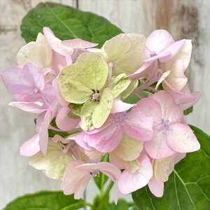 �\��̔� �R�A�W�T�C ���ɗ\���q�Ă܂� 10.5cm�|�b�g �T�N���C���V�V�e�}�� ���}�A�W�T�C �c �ԕc �c�� �R�������� �R���z�� atl 3�����{�ȍ~����