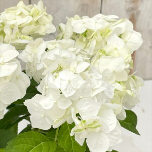 �\��̔� �R�A�W�T�C ���� 10.5cm�|�b�g �n�N�Z�� ���}�A�W�T�C �c �ԕc �c�� �R�������� �R���z�� atl 3�����{�ȍ~����