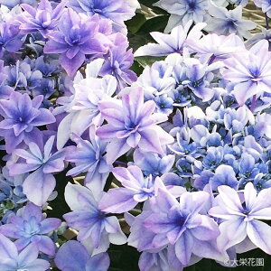 AWTC C 7.5cm|bg NEJC hԉ nChWA c ԕc c  z dka