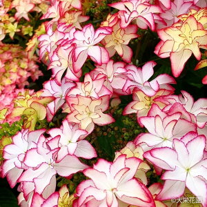 AWTC C sN 7.5cm|bg hԉ nChWA c ԕc c  z dka