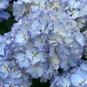 AWTC I 7.5cm|bg hԉ nChWA c ԕc c  z dka