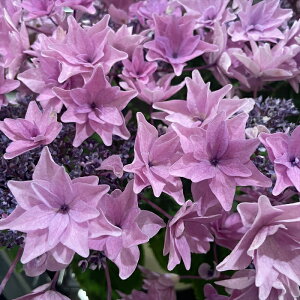 AWTC a sN 10.5cm|bg iS~ ꌧ nChWA c ԕc c  z tmo