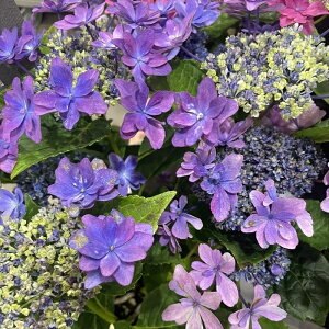 AWTC  u[ 10.5cm|bg LL ꌧ nChWA c ԕc c  z tmo