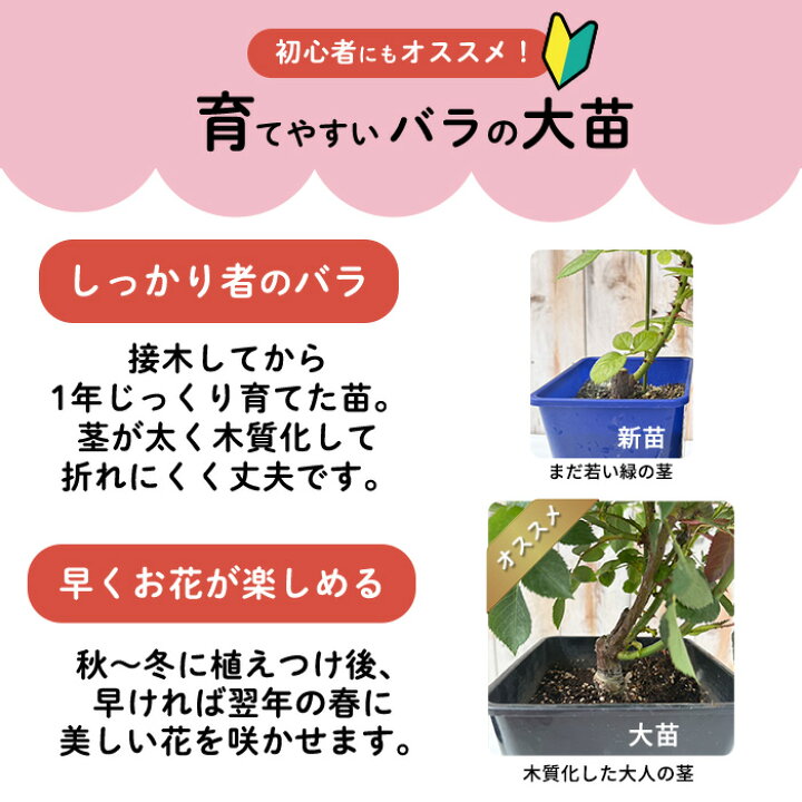 楽天市場】予約販売 バラ苗 バラ大苗 大輪 ドゥフトゴールド 四季咲き 