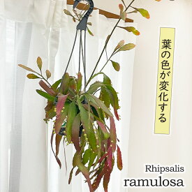 観葉植物 リプサリス ラムローサ 4号 吊り鉢 吊り下げ ハンギング 送料無料 観葉植物 室内 贈り物 プレゼント インテリア おしゃれ hni