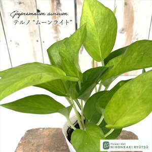 観葉植物 ポトス テルノ No.024 ムーンライト 8cmポット 観葉植物 小型 小さい 室内 贈り物 プレゼント インテリア おしゃれ