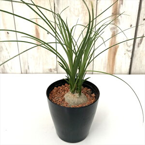 ϗtA sdgbN mi qԂ̂ 3|bg ϗtA ^   蕨 v[g CeA 