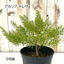 アカシア テレサ 5号鉢 送料無料 矮性種 庭木 苗木 花木 鉢植え 鉢花 kwm