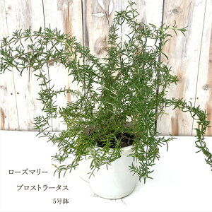 [Y}[ vXg[^X 劔 5    قӂ h c Ԗ n[uc Herb