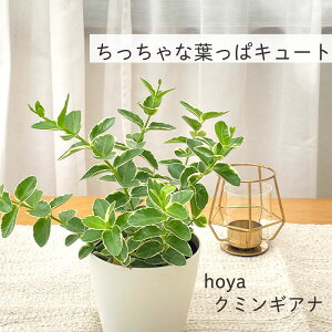 ϗtA z N~MAi 4 ϗtA ^   蕨 v[g CeA 