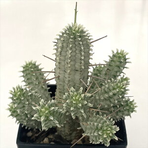 A ca[tHrA i 9cm|bg A T{e