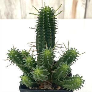 A ca[tHrA tFbNX 9cm|bg A T{e