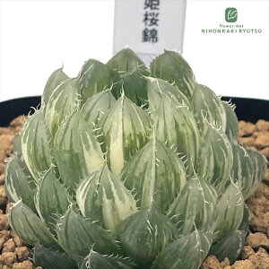 yyVX[p[Z[ P5{z A pnwnI`A P A Plantfs Work vc[Nc  nI`A 7.5cm|bg