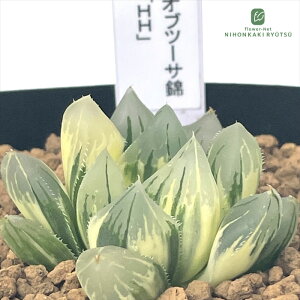 yyVX[p[Z[ P5{z A pnwnI`A Iuc[T uHHv A Plantfs Work vc[Nc  nI`A 7.5cm|bg