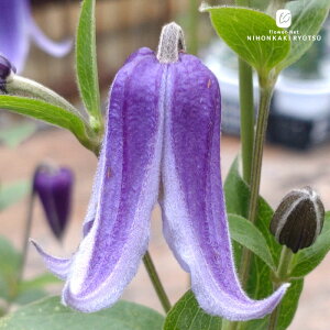 \̔ N}`X c N CeOtHAn ^ x^ 2Nc 4 ͂Ȃ hsg 11{ȍ~