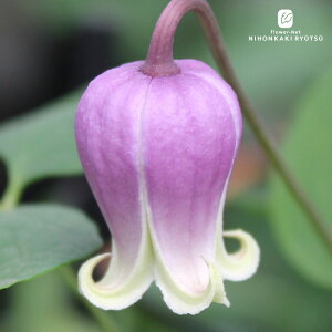 \̔ N}`X c eBNp[v BIin  ^ x^ 2Nc 4 ͂Ȃ hsg 3{ȍ~