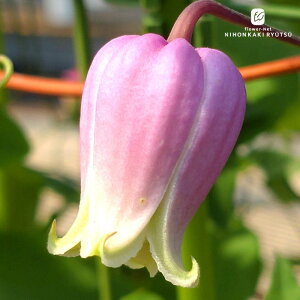 \̔ N}`X c tF}[^sN BIin  ^ x^ 2Nc 4 ͂Ȃ io^\ hsg 3{ȍ~