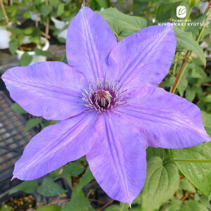 \̔ N}`X c @ t_n 2Nc 4 ͂Ȃ hsg 3{ȍ~