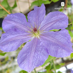 \̔ N}`X c  x炫֌n 2Nc 4 ͂Ȃ hsg 3{ȍ~