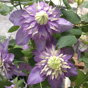 \̔ N}`X c  t_n 2Nc 4 ͂Ȃ io^\ hsg 3{ȍ~