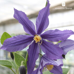 \̔ N}`X c  CeOtHAn 2Nc 4 ͂Ȃ hsg 3{ȍ~