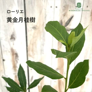 QbPCW j [G I[A 10.5cm|bg j n[u c Herb c Ԗ