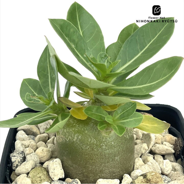 楽天市場】多肉植物 caアデニウム モンスター アラビカム 多肉植物 