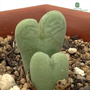 A asRmtBc Ac A 6cm|bg Z