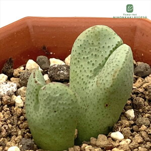 A asRmtBc R_c A 6cm|bg Z